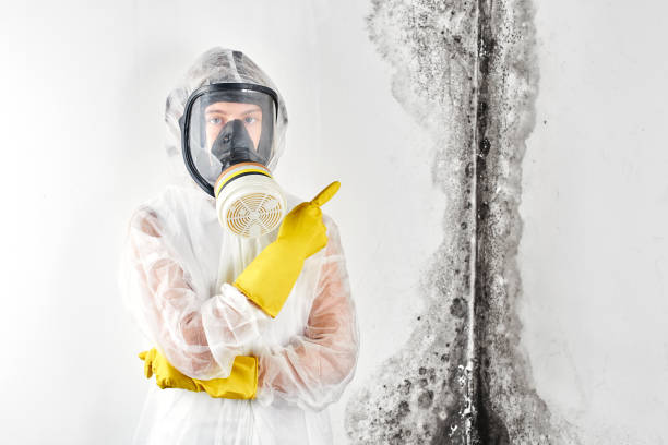 Best Mold Odor Removal Services in Battle Mountain, NV